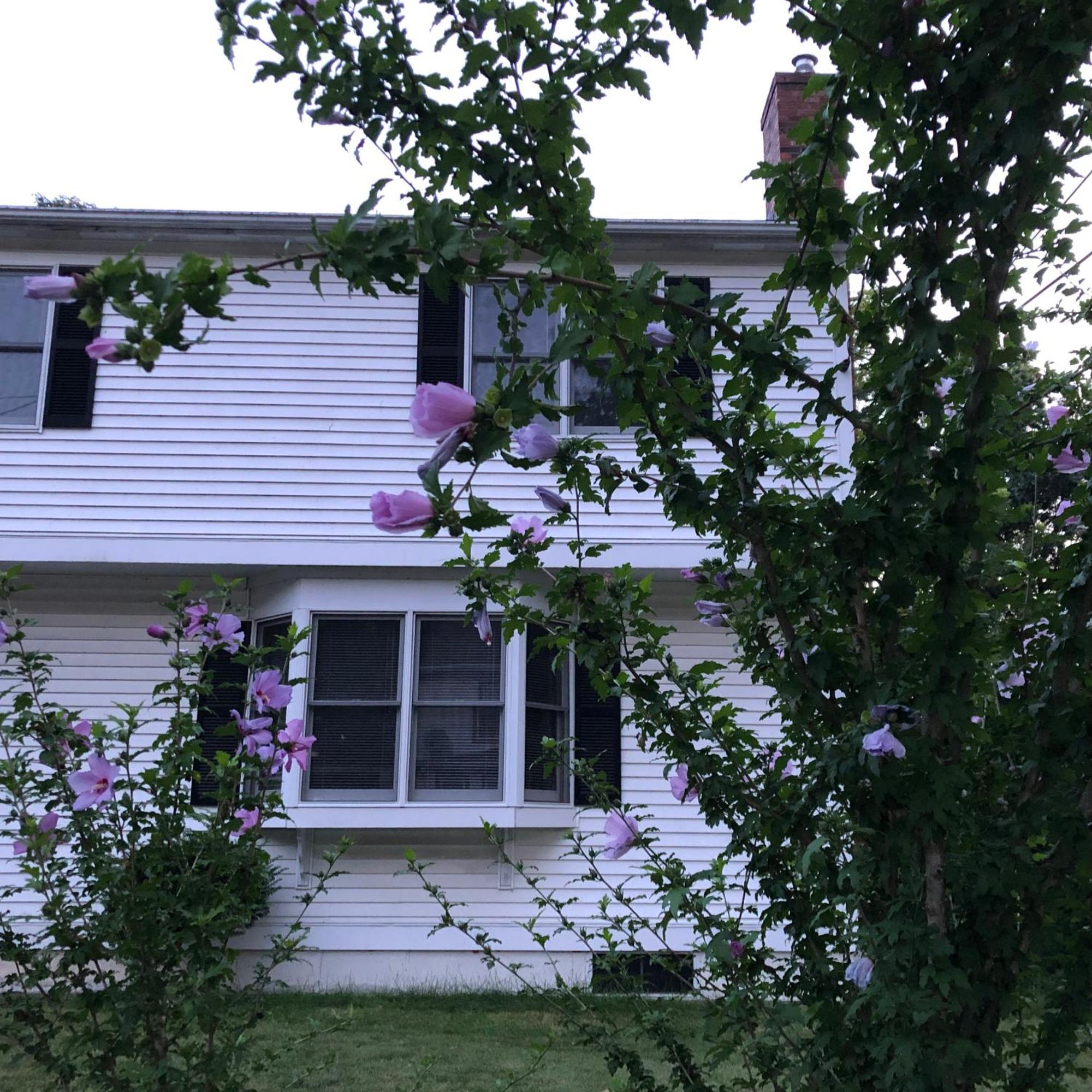 Villa Boston Single Family House - Super Quiet And Private Exterior foto